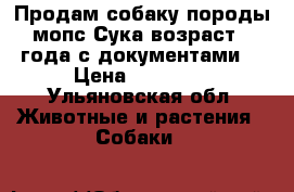 Продам собаку породы мопс Сука возраст 3 года с документами  › Цена ­ 12 000 - Ульяновская обл. Животные и растения » Собаки   